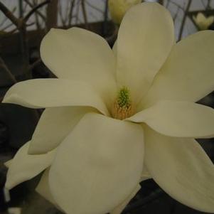 Magnolia x brooklynensis Elizabeth