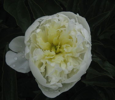 Paeonia Duchesse de Nemours