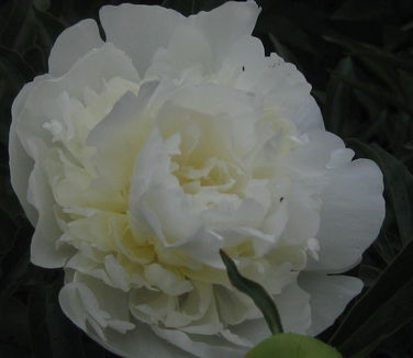 Paeonia Duchesse de Nemours