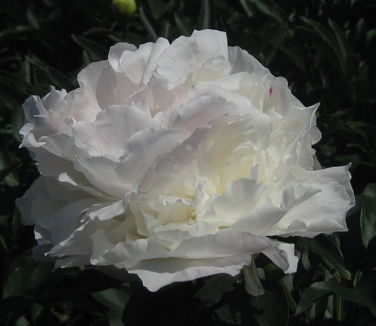 Paeonia Duchesse de Nemours