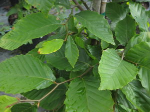 Fagus grandifolia - American Beech 