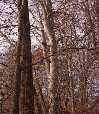 Fagus grandifolia