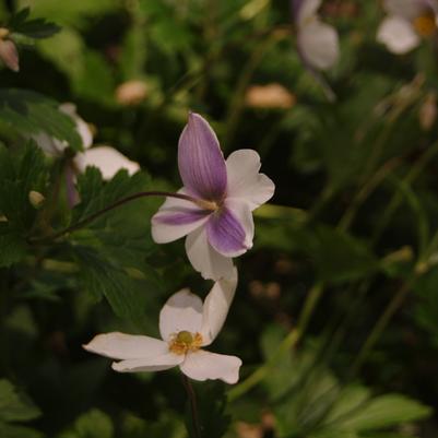 Anemone x Wild Swan™