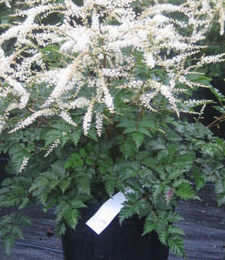 Aruncus x Misty Lace