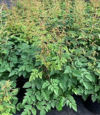 Aruncus x 'Misty Lace' - Goat's Beard from Pleasant Run Nursery