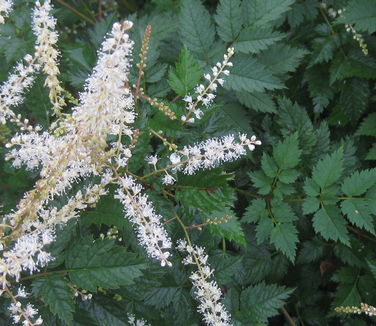 Aruncus x Misty Lace