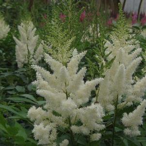 Astilbe x arendsii White Gloria