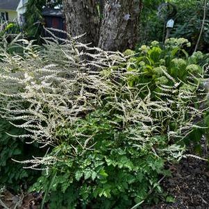 Aruncus x Chantilly Lace