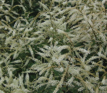 Aruncus x Misty Lace