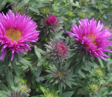 Aster novae-angliae Vibrant Dome - New England Aster 