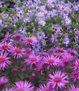 Aster novae-angliae Vibrant Dome (lower)