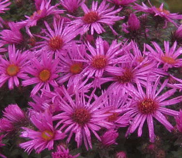 Aster novae-angliae Vibrant Dome