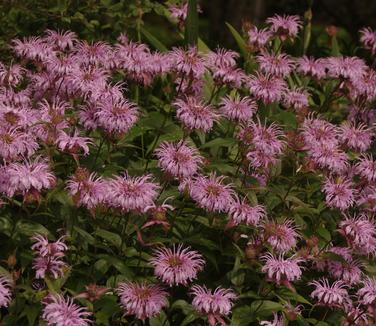 Monarda bradburiana