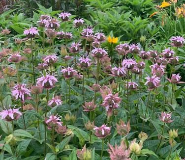 Monarda bradburiana