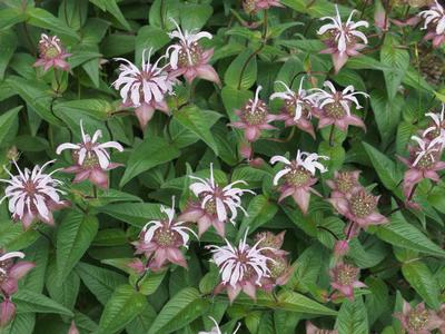 Monarda bradburiana