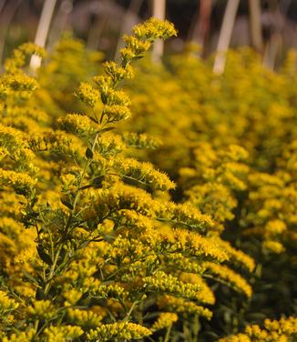 Solidago shortii Solar Cascade