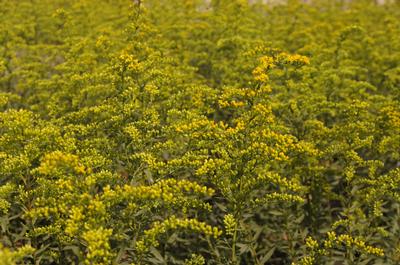 Solidago shortii Solar Cascade - Short's Goldenrod 