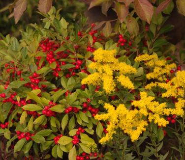 Solidago shortii 'Solar Cascade'