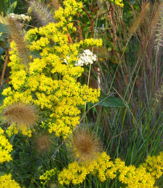 Solidago shortii Solar Cascade - Short's Goldenrod