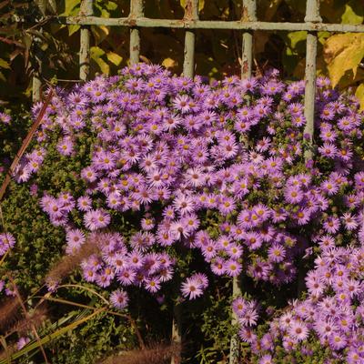 Aster oblongifolius Raydon's Favorite