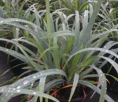 Carex laxiculmis Bunny Blue ('Hobb')