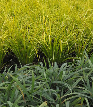 Carex laxiculmis Bunny Blue (bottom) w/ Acorus Ogon