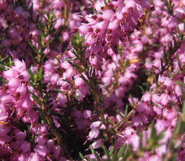 Erica x darleyensis 'Mediterranean Pink' 