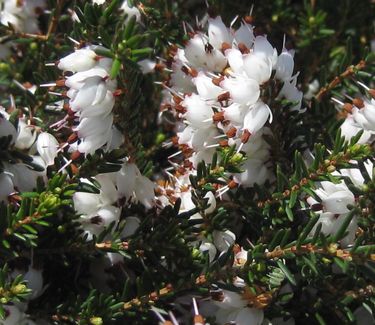 Erica x darleyensis 'Mediterranean White'