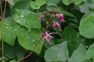 Epimedium grandiflorum Red Beauty - Barrenwort 