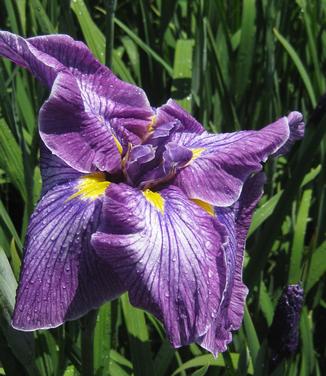 Iris ensata Happy Awakening - Japanese Iris