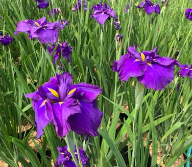 Iris ensata Happy Awakening