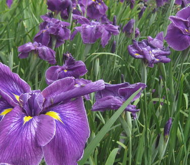 Iris ensata Happy Awakening