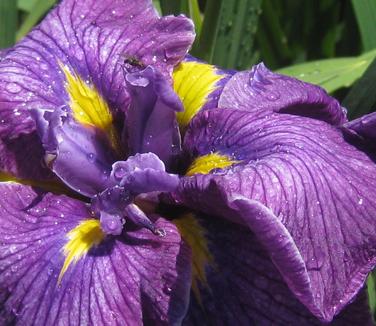 Iris ensata Happy Awakening - Japanese Iris