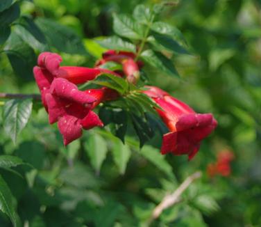 Campsis radicans Stromboli 