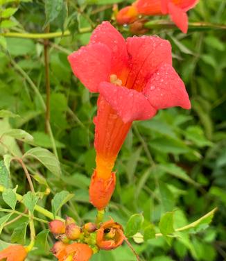 Campsis radicans 'Stromboli' - Trumpet Vine from Pleasant Run Nursery