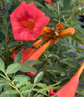 Campsis radicans Stromboli