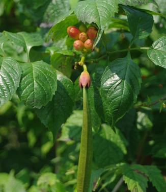 Campsis radicans Stromboli 