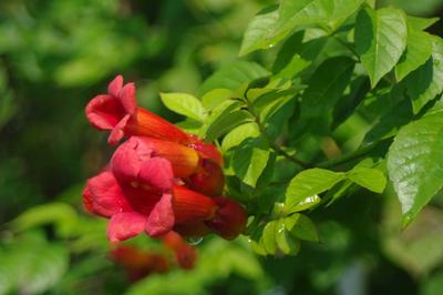 Campsis radicans Stromboli 