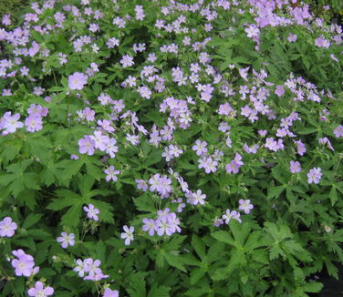 Geranium maculatum - Spotted Cranesbill