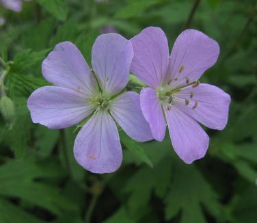 Geranium maculatum - Spotted Cranesbill