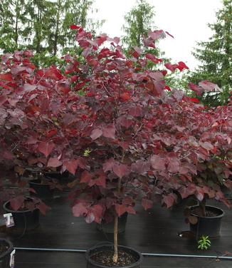 Cercis canadensis Burgundy Hearts