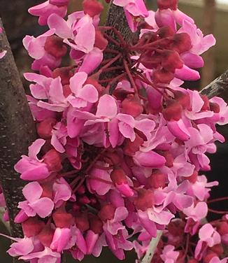 Cercis canadensis Burgundy Hearts