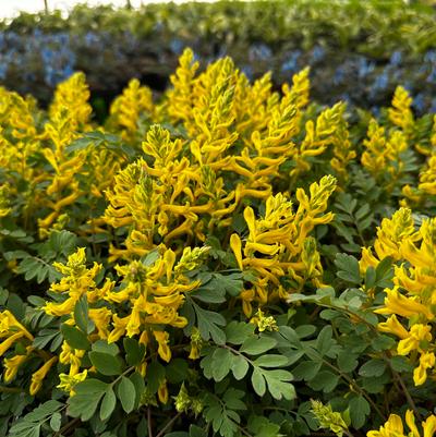 Corydalis Canary Feathers