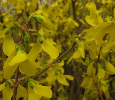 Forsythia x intermedia 'Lynwood Gold'