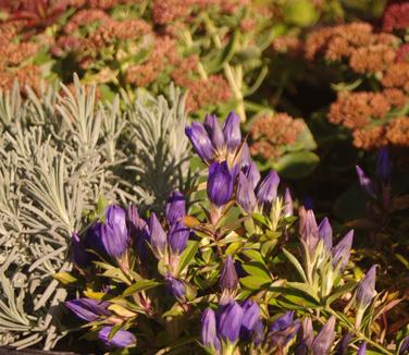 Gentiana 'True Blue' 