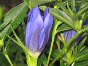 Gentiana True Blue - Gentian