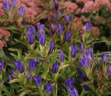 Gentiana 'True Blue'