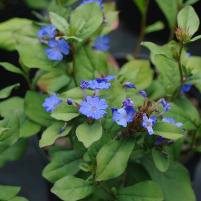 Ceratostigma plumbaginoides 