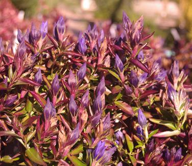 Gentiana True Blue - Gentian