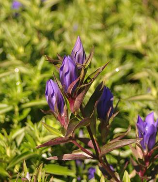 Gentiana 'True Blue' 